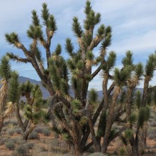 Yucca brevifolia var - brevifolia,