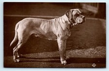 POSTCARD DOG - ENGLISH MASTIFF - REAL PHOTOGRAPH 1912 - J V