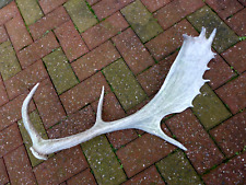 Fallow Deer Antler Stick