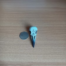 Raven Skull Replica Made from Resin or 3D printed? (Used but in great condition)
