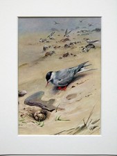 Arctic Tern - George Lodge -