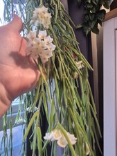 Hoya Linearis 'Wax Plant' 3 x