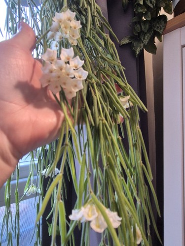 Hoya linearis wax plant - 'wax, x