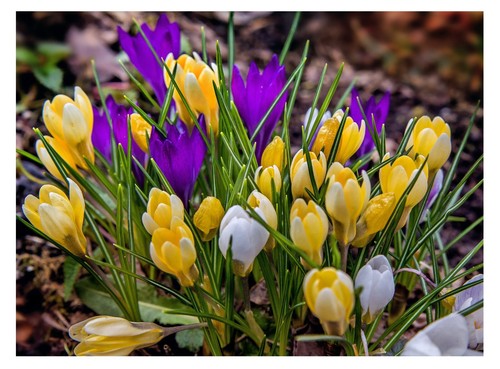 30x crocus mixed spring - 30x,