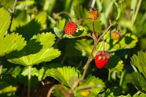Strawberries fragaria vesca - strawberries-,