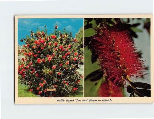 Postcard bottle brush tree - bottle,