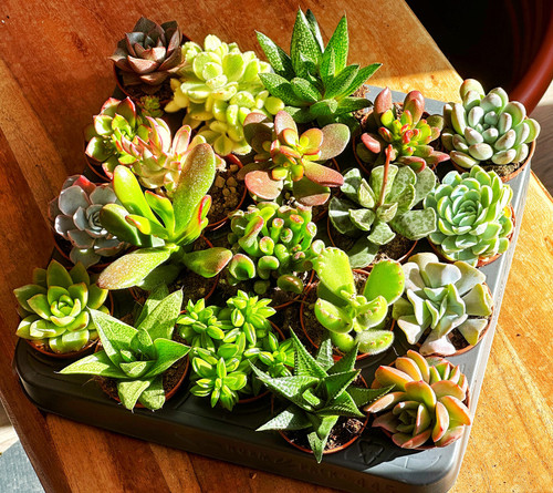 20pcs succulent plants in - 5/8/20pcs,