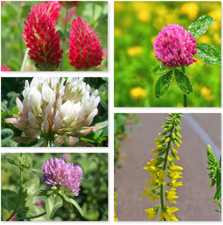 Wild Flower Seeds 5 Types of