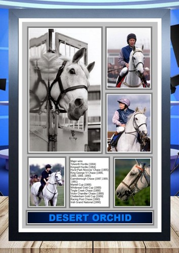 234 desert orchid - 234),