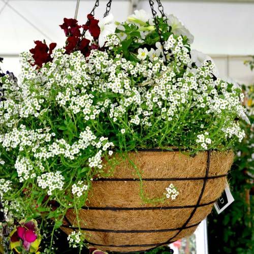 300 alyssum snow - alyssum, carpet