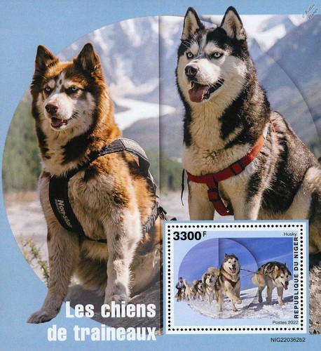 Sled dogs siberian alaskan - sled, siberian/alaskan