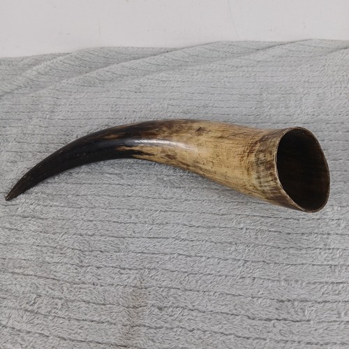 Polished bovine horn - 12"polished,