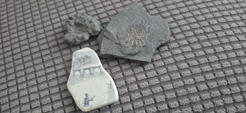 Fossils ammonite iron pyrite - ammonite,