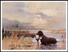 IRISH WATER SPANIEL AT WORK