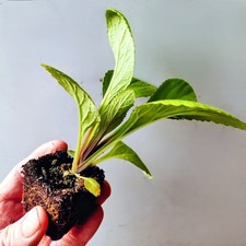 10 x Apricot Foxgloves EXTRA