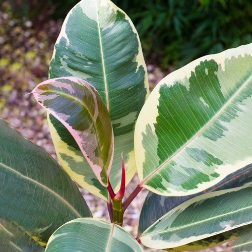 Vibrant ficus tineke rubber - vibrant,