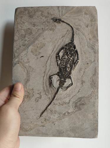 Keichousaurus skeleton fossil - skeleton,