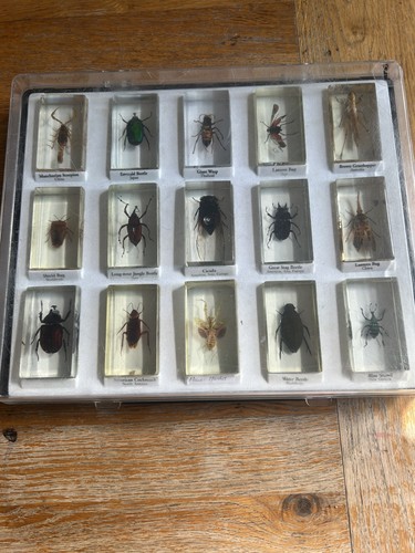 Insects resin collection - insects,