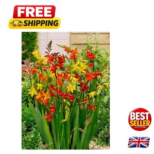 Crocosmia large flowering mix - flowering,