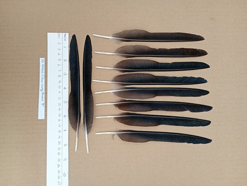 Thin european carrion - thin,