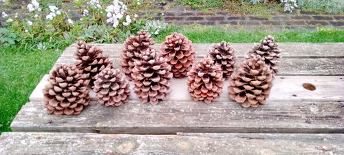 Extra large pine cones 10 - large, x