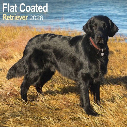 Flat coated retriever calendar - flat,