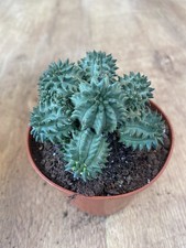 Euphorbia Suzannae | Succulent