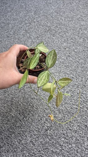 Dischidia ovata watermelon - dischidia,