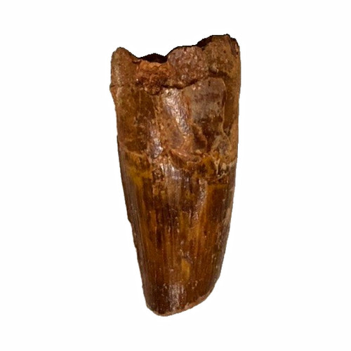 Spinosaurus dinosaur - spinosaurus,