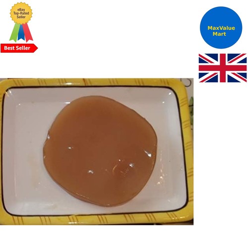 Kombucha tea culture - tea, large