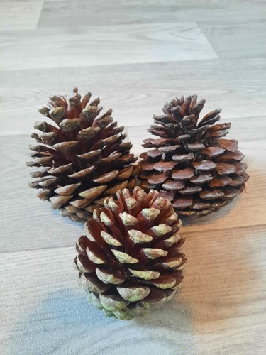 Large pine cone - pine,