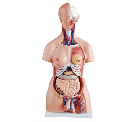 Model anatomy professional - model,
