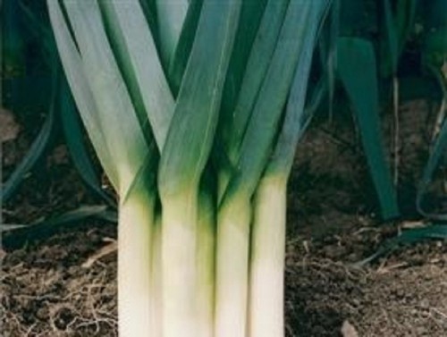 Leek multi seeded - x,