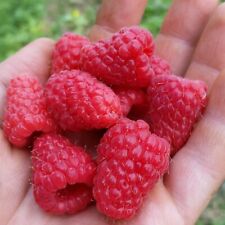Raspberry Polka Bare Root 6 x Canes - Grow Your Own Fresh Raspberries