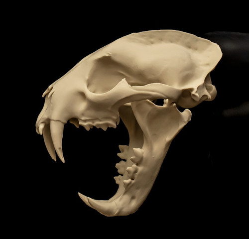 Clouded leopard skull replica - clouded,