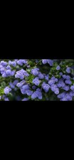 Ceanothus Repens Evergreen