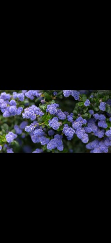 Ceanothus repens evergreen - repens,