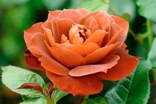 ROSE Hot Chocolate - Fragrant