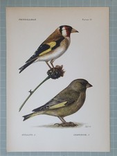 Beautiful bird print - bird,