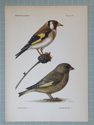 Beautiful bird print - beautiful,