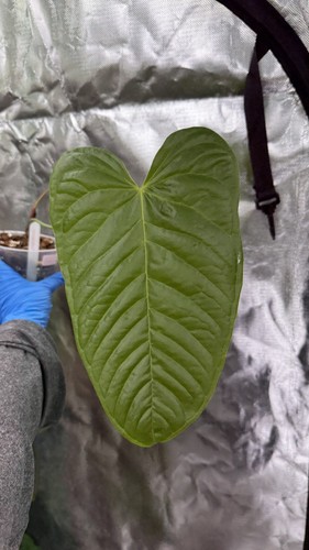 Anthurium propinquum
