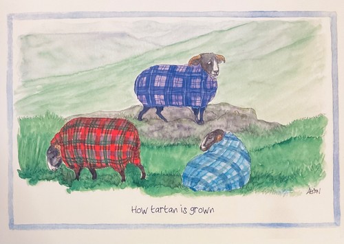 Funny sheep greeting card - sheep,