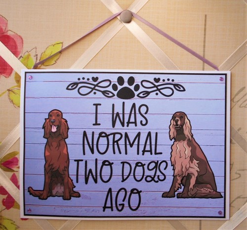 Irish setter dog - setter, sign