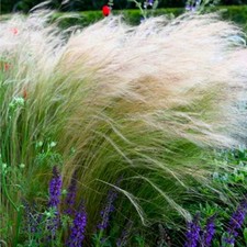 Pony tails grass plant plugs