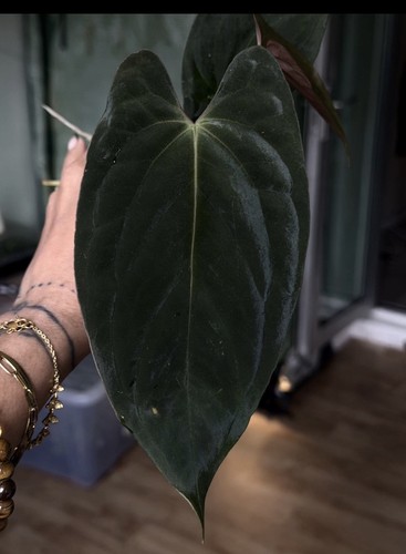 Anthurium papillilaminum