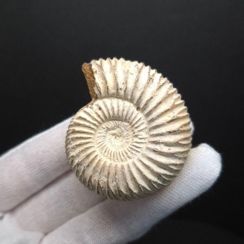 Excellent quality ammonite - excellent,