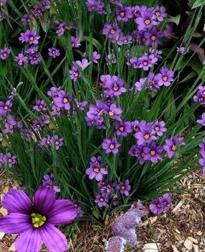 Sisyrinchium hardy perennial - ,