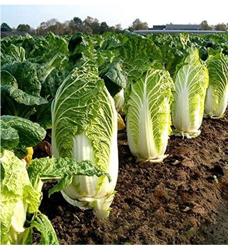 Chinese cabbage - chinese, cabbage)