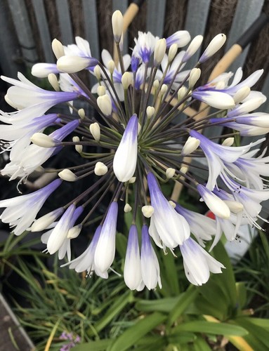 Agapanthus enigma 9cm - agapanthus,