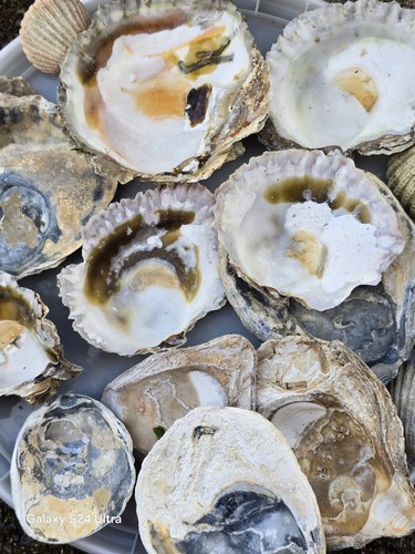 Oyster shells perfect for - shells.,